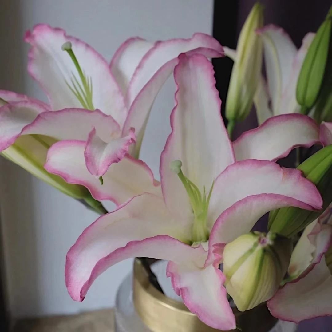 唇彩香水百合粉边白瓣有香味