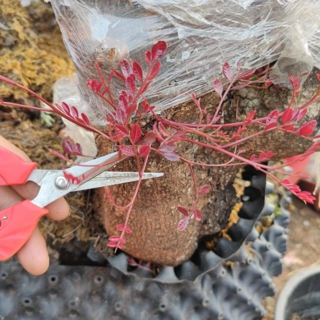 云南红芽清香木，请在直播间下单。