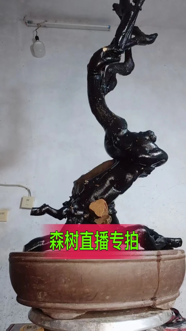 老鸦柿盆景素材生桩（18～200）