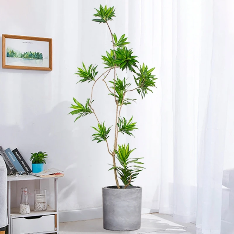 百合竹室内盆栽好养植物北欧风办公室绿植观叶美观