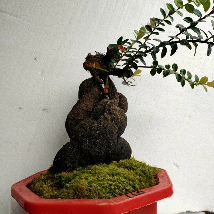 云南吊金珠盆景，开花结果，叶子四季常青