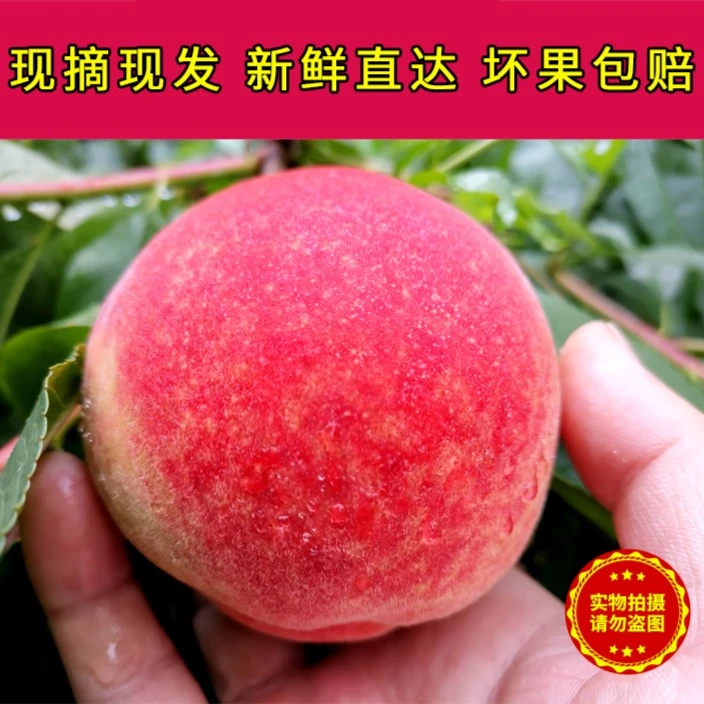 泌阳特产 马谷田现摘桃子春雪脆桃5斤