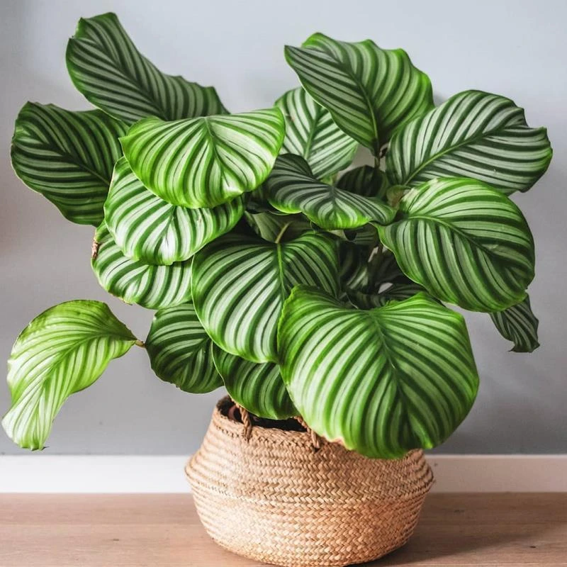青苹果竹芋欧美ins风花卉室内绿植  （不含盆）