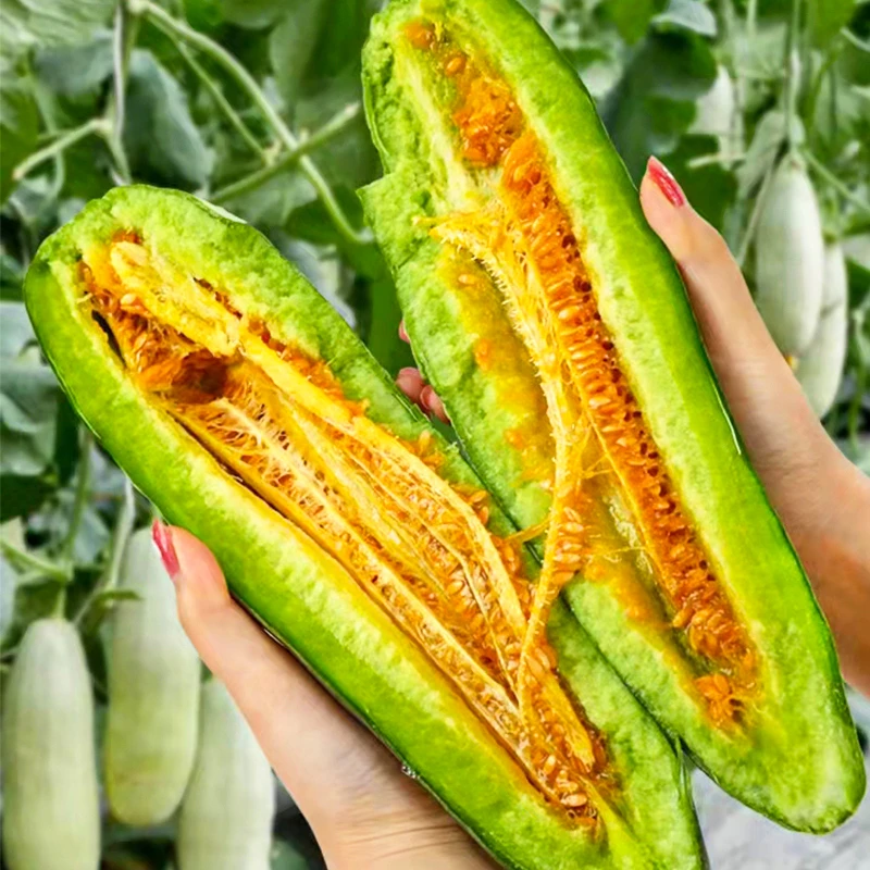 羊角蜜甜瓜种籽酥脆甜瓜种子薄皮香瓜甜瓜春季四季蔬菜水果孑