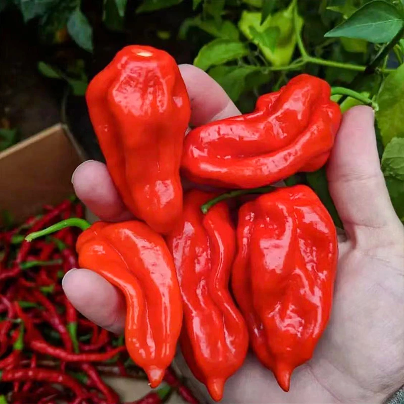 红魔鬼椒种子黄辣椒种籽超辣可制辣椒水女性防身高产四季阳台盆栽