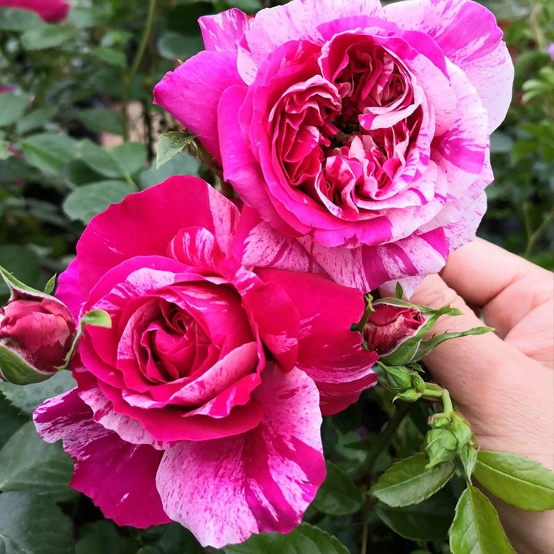 【伊蕾莎斯特】藤本月季大花浓香无刺爬藤蔷薇大苗庭院植物玫瑰花