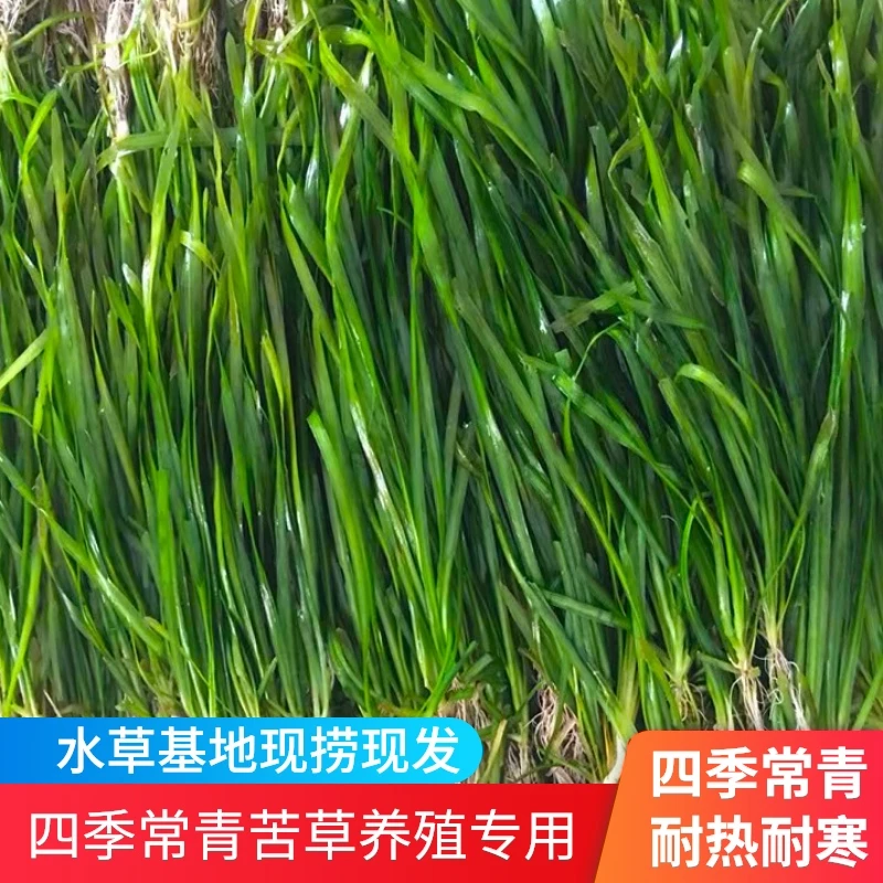 四季苦草长叶四季常绿扁担草水草龙虾螃蟹养殖