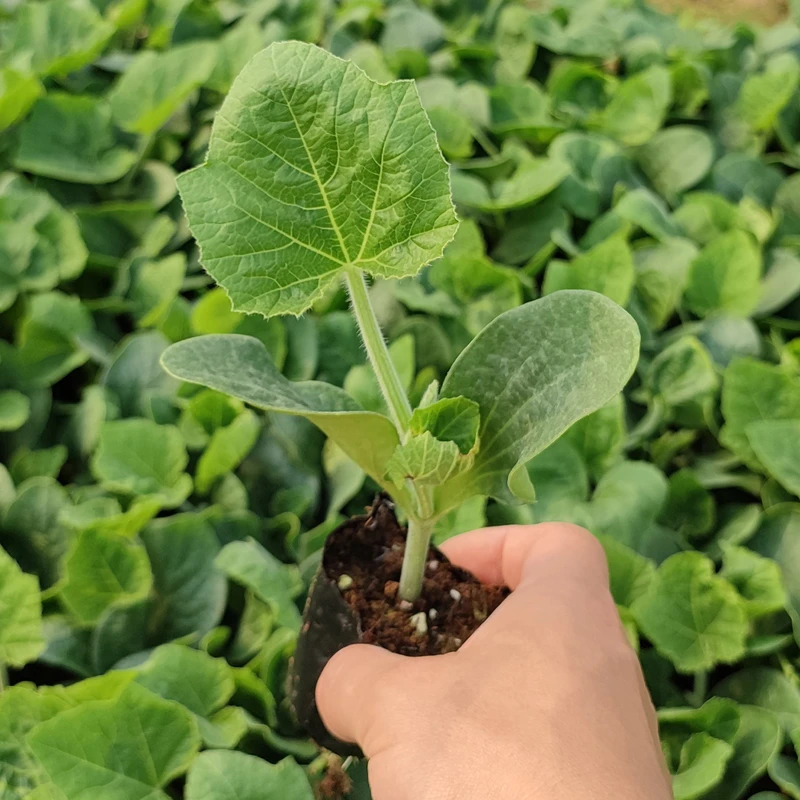 贝贝南瓜自身苗大棚阳台庭院种植全国苗子瓜类苗