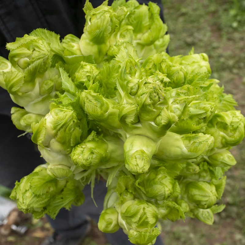 川塔儿菜 芥菜种子 晚熟儿菜精品种子 阳台庭院大棚蔬菜种子