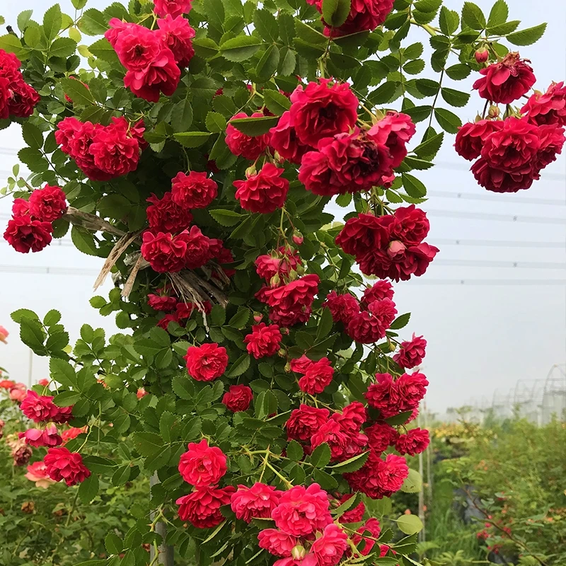 红木香花四季耐寒耐旱墙壁爬藤植物特大花苗盆栽攀爬浓香花卉红色