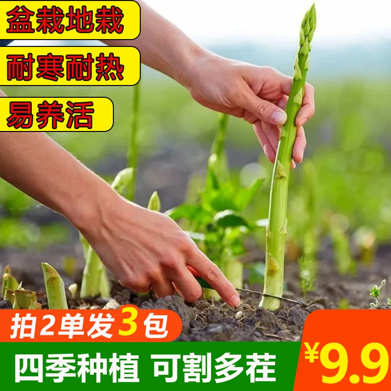 【9.9一包拍2单发3包】四季芦笋种子多年生耐寒抗热阳台小院种植