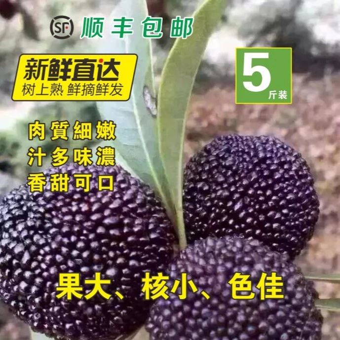 杨梅新鲜5斤装 宁波慈溪杨梅新鲜水果 现发新鲜杨梅江浙沪皖顺丰