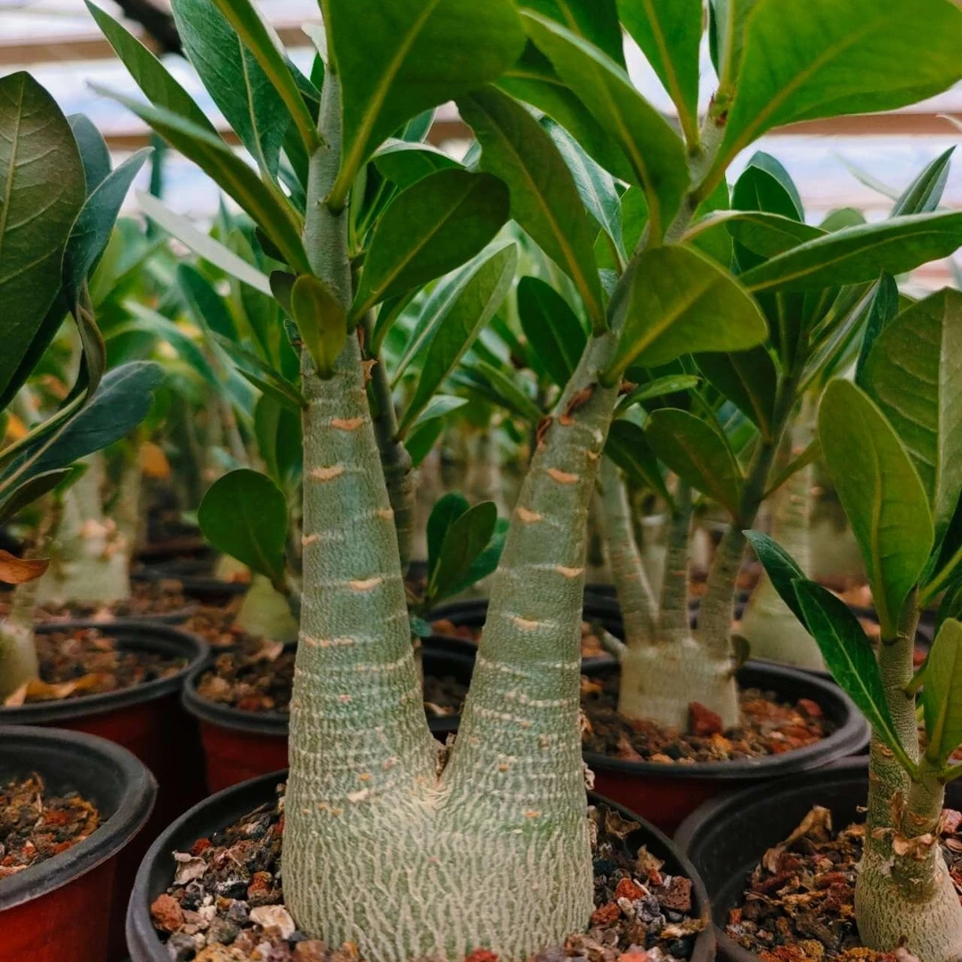 沙漠玫瑰（块根类）