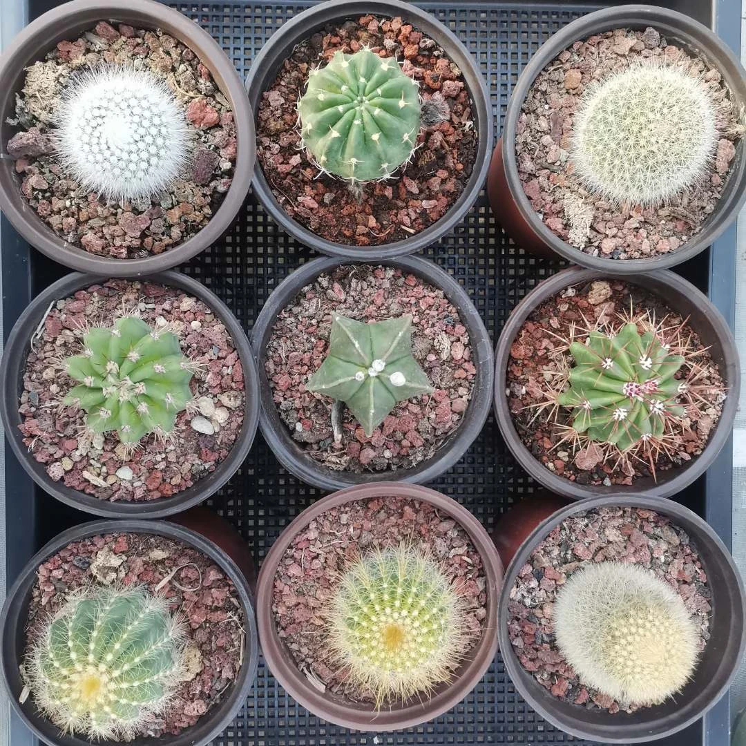 仙人球九件套组合