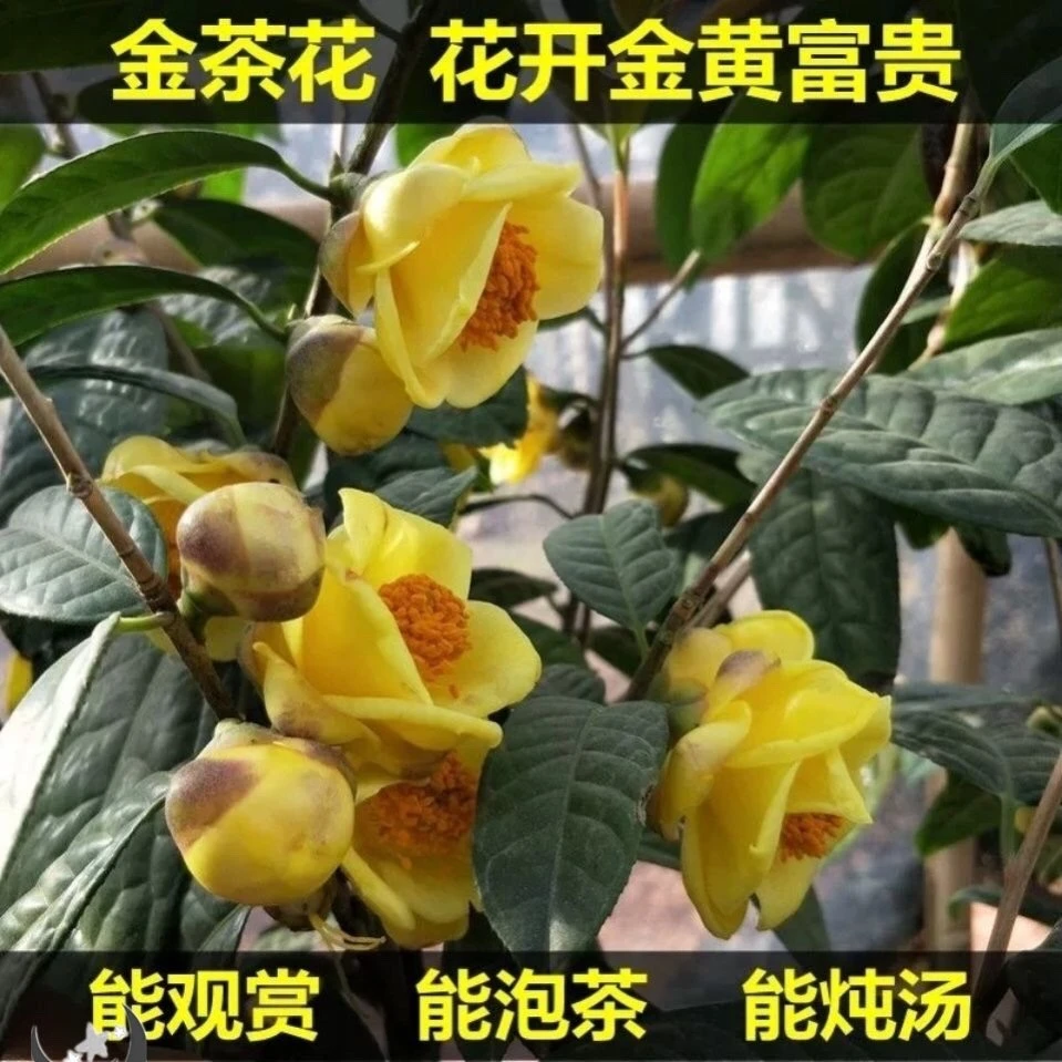 金花茶盆栽树苗花卉植物防城普苗凹脉茶花金花茶耐寒可食用花卉