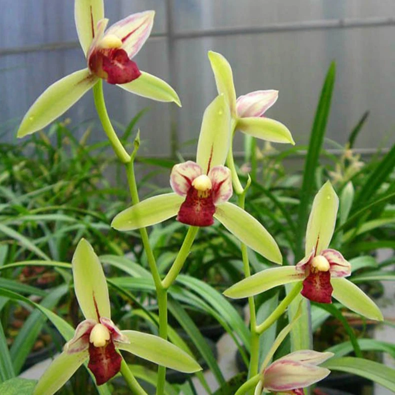 香草源 建兰名品四季兰佛光红素夏季开花室内绿植盆栽