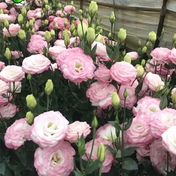 洋桔梗种子室内四季种易活盆栽花卉室外开花花种子籽花草植物花籽