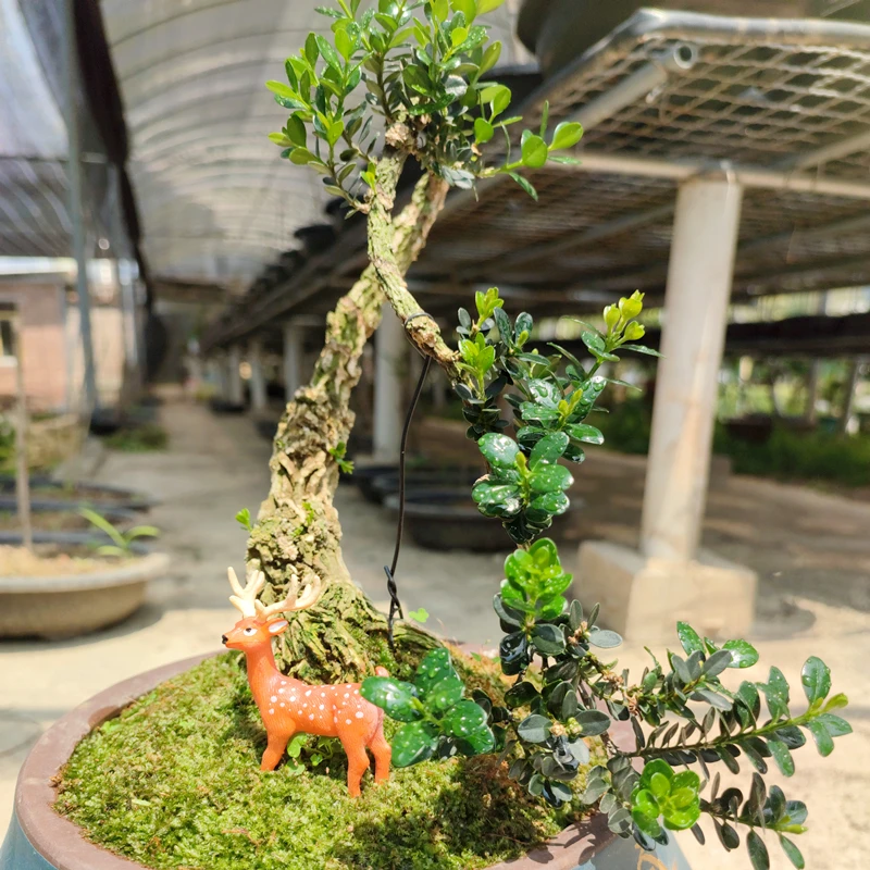 【创意园艺】直播间素材200米专用（一物一拍未关注的宝宝们慎拍