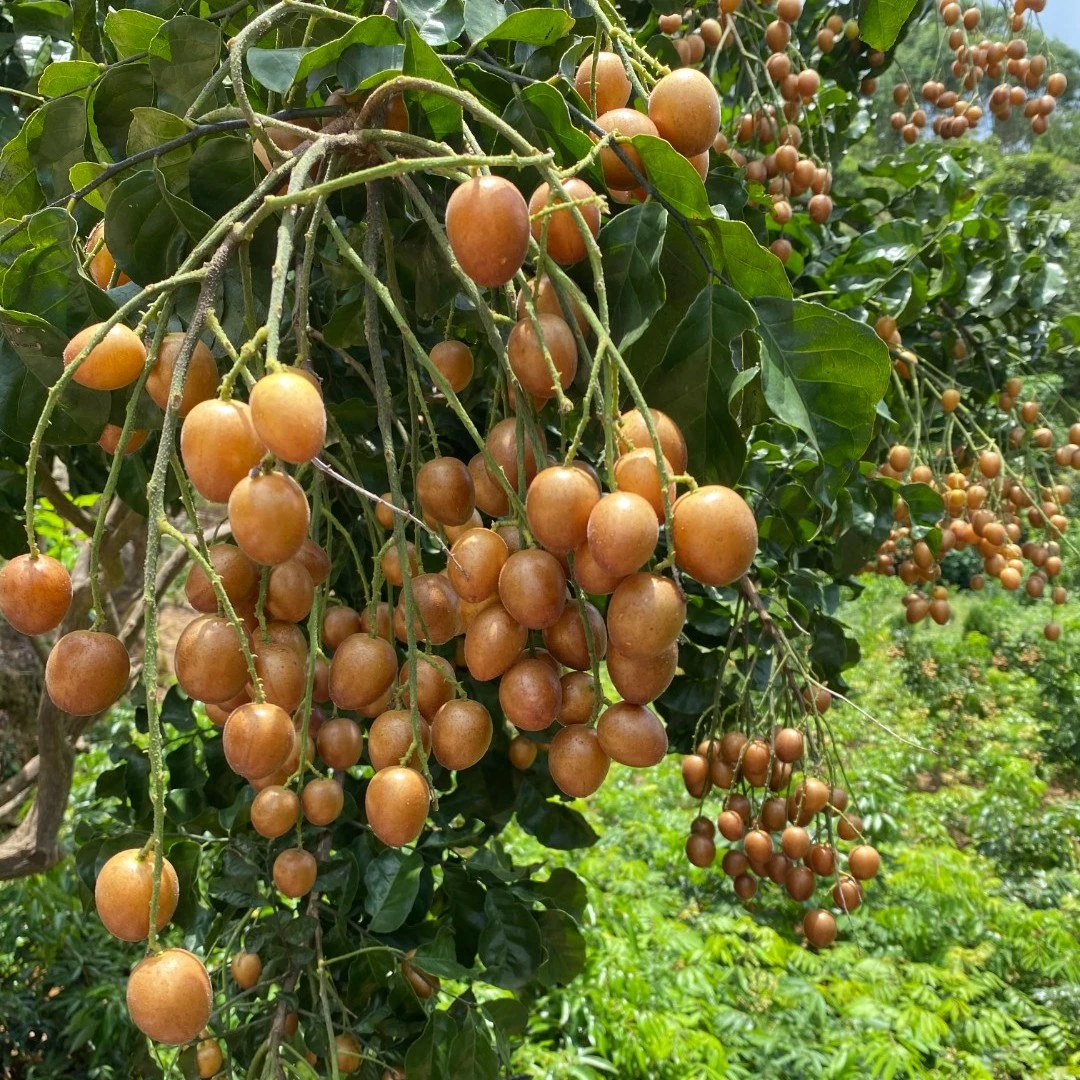 黑黄皮果苗 鸡心黄皮果苗 白沙黄皮果苗 紫色黄皮果苗