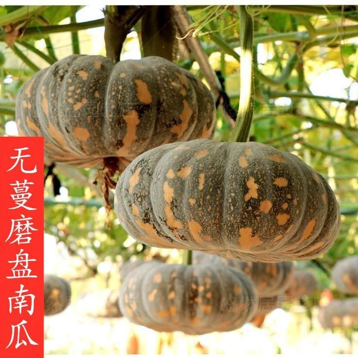 磨盘南瓜种孑 农家南瓜种子 高产子磨盘老南瓜大磨盘南瓜四季种籽