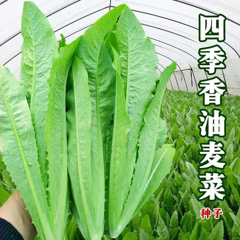 香甜油麦菜种子春四季播青菜种籽阳台盆栽菜孑农家蔬菜孑菜种耐热