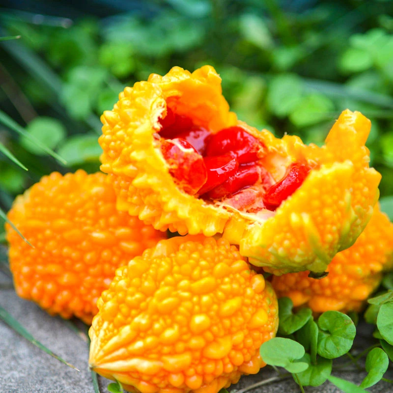 小癞瓜金铃子濑瓜赖葡萄金癞瓜种子种籽苗四季苦瓜蔬菜孑癞秧苗春
