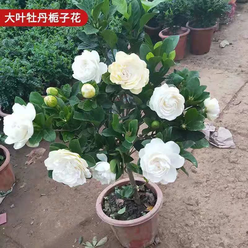 牡丹栀子花盆栽浓香型带花苞大叶独杆栀子花大花阳台四季花卉绿植