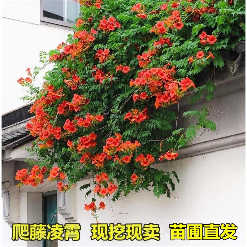 凌霄花苗老桩庭院阳台园林绿化花卉攀援耐寒开花四季种植爬藤植物
