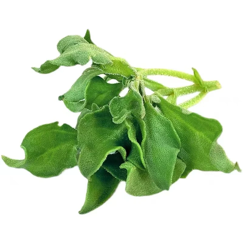 水晶冰菜种子非洲冰草种籽富含氨基酸四季菜苗籽盆栽菜籽原厂包装