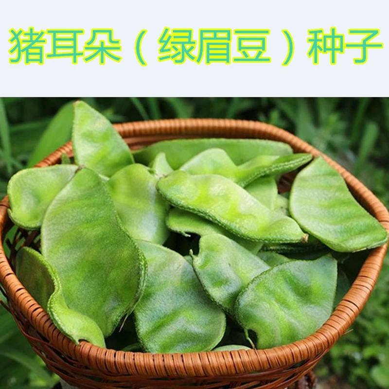 猪耳朵种子 驴耳朵扁豆 豆角种子  绿眉豆种籽 蔬菜种子 高产包邮