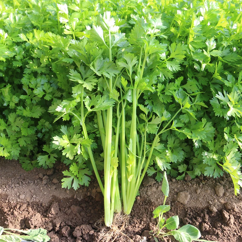 四季小香芹种子大全芹菜苗种籽大全芹菜种子季青菜籽蔬菜种孑农家