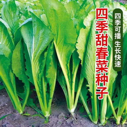 四季甜春菜种子小白菜青菜种籽四季播香芥菜耐寒热阳台盆栽蔬菜孑