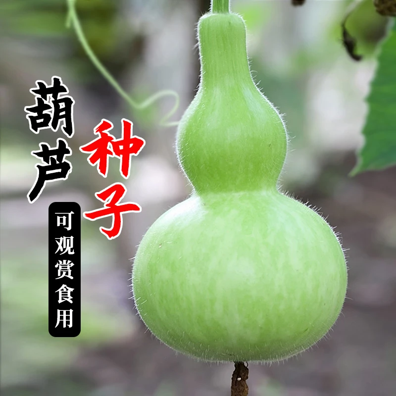 葫芦种籽种子天然文玩超大特大特小手捻葫芦苗压腰四季观赏籽种孑