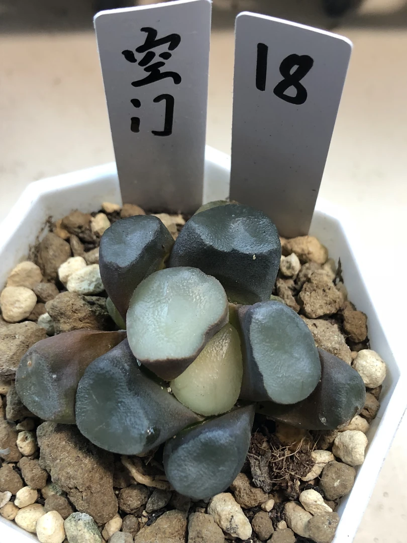 空门万象（满18包邮）小黑方盆择优带盆发货四公分十二卷多肉植物