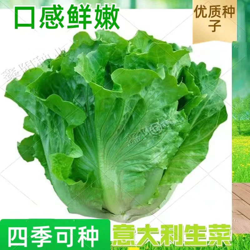 意大利生菜种子耐抽薹生菜种子水培四季生菜种籽孑农家春夏秋冬季