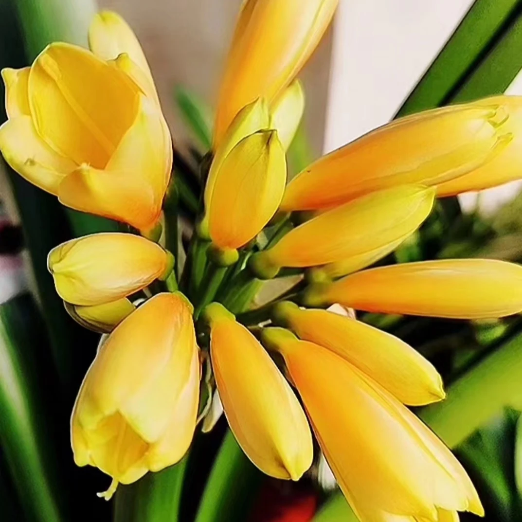 果果精品君子兰花卉各品系小苗成兰一物一拍50