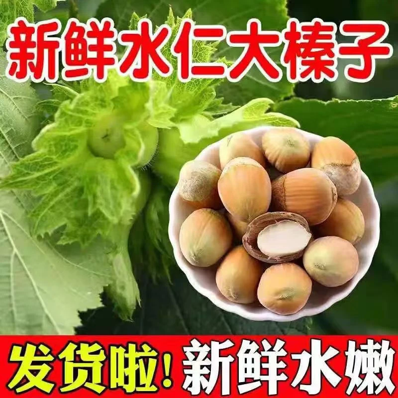 2025新鲜带绿皮青皮水瓤大榛子水嫩新货新鲜营养坚果水仁顺丰包邮