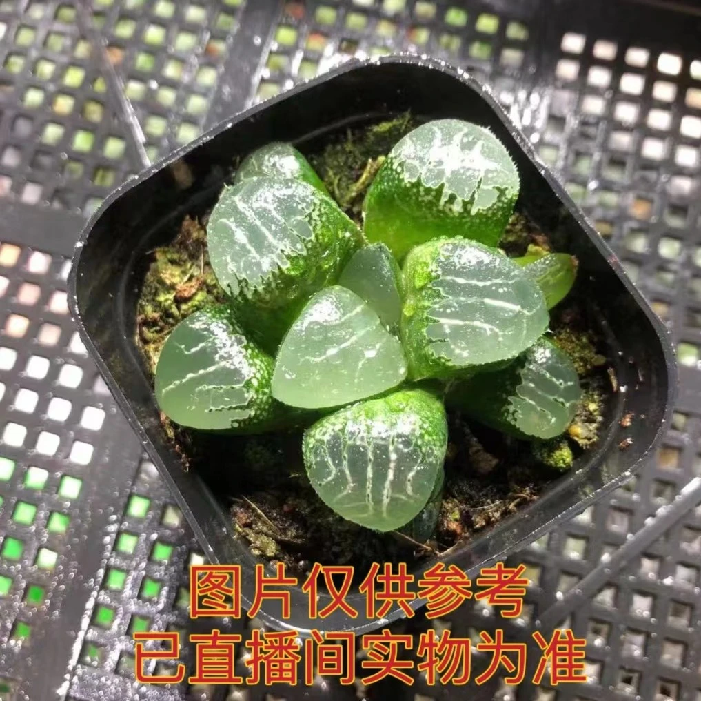 月影寿玉露（满18元包邮）带盆发
