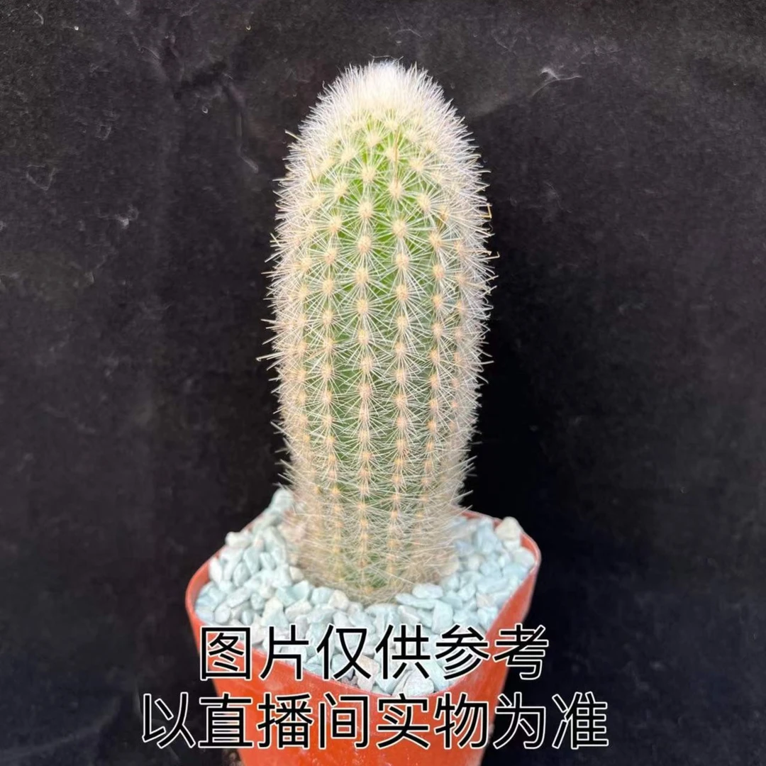 清凉殿 仙人柱（满18包邮）