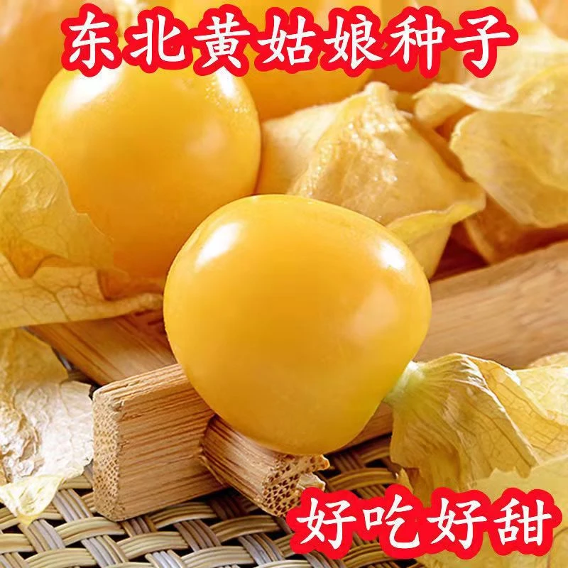 姑娘果种子黄姑娘种籽简单天然果香浓郁盆栽阳台庭院蔬菜种子种植