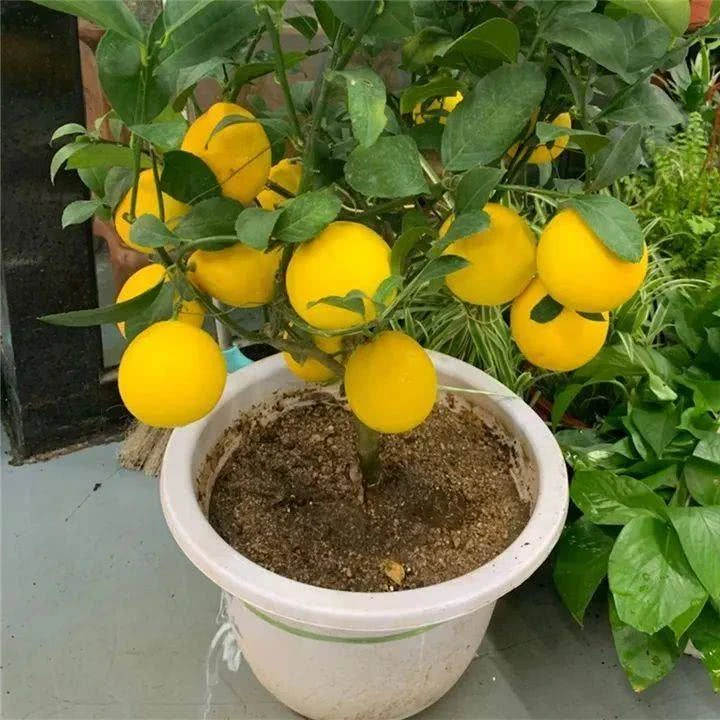 柠檬树盆栽带果阳台室内庭院南方北方种植当年结果