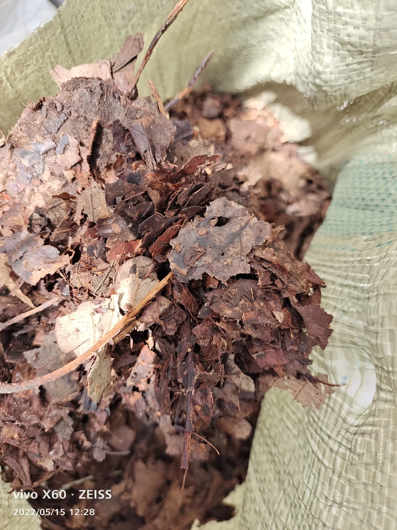 纯手工橡树叶君子兰花土10斤