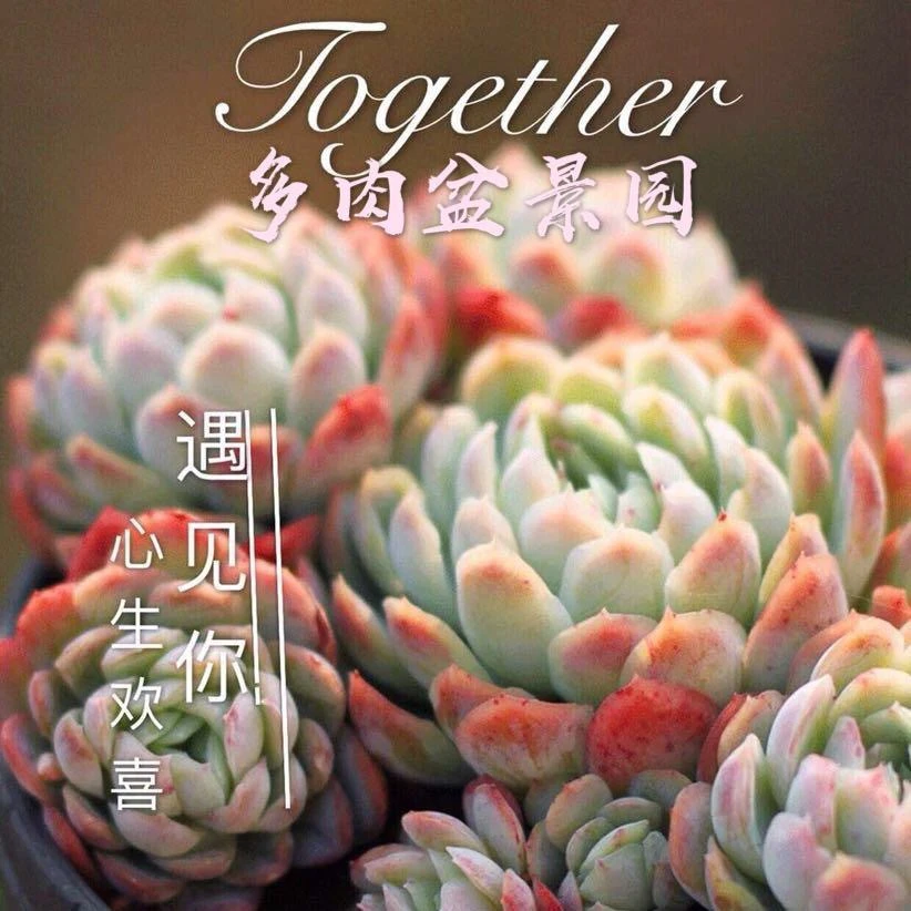 多肉植物一物一拍2号链接盆栽