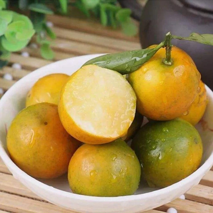 云苗库脆皮金桔20*14容器苗嫁接柑橘果树苗阳台庭院希哥推荐好吃
