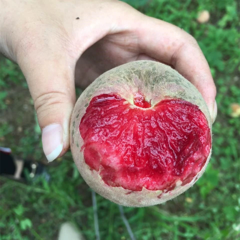 【顺丰包邮】湖北胭脂红血桃红心桃子脆甜红肉桃4.5斤装