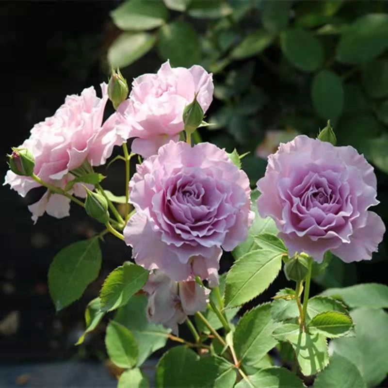 【蜻蜓】灌木月季 特大花阳台庭院盆栽多季开花波浪边花卉绿植