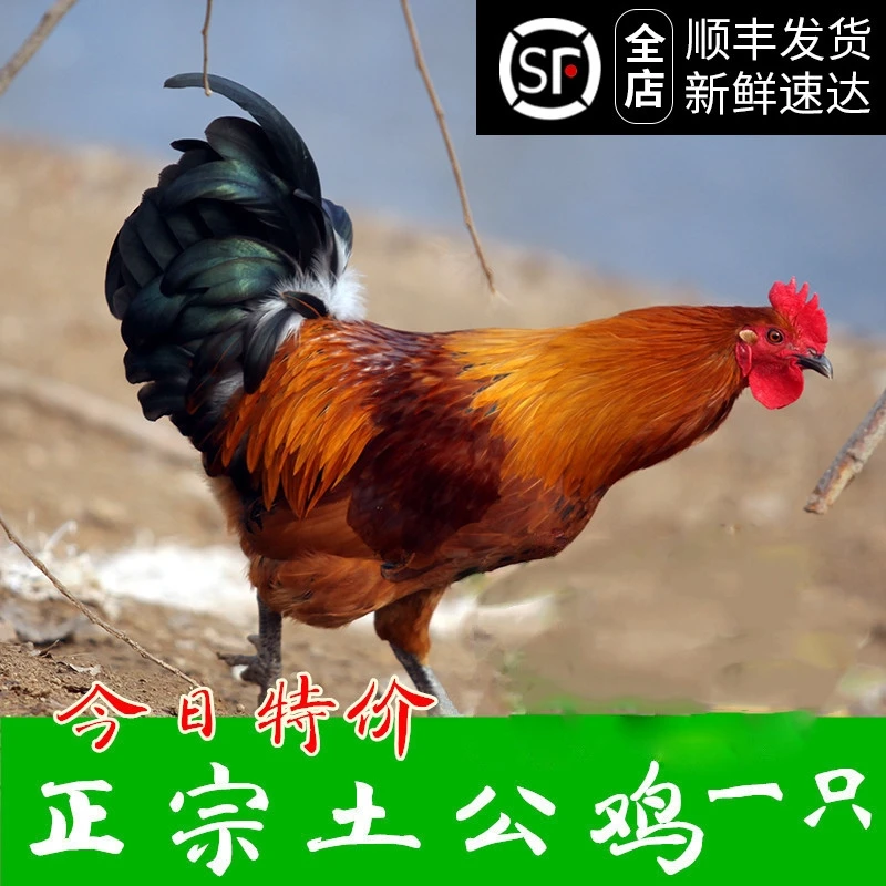 【土公鸡】江苏如东8个月散养土公鸡1只装重量5～6斤假一赔十包邮
