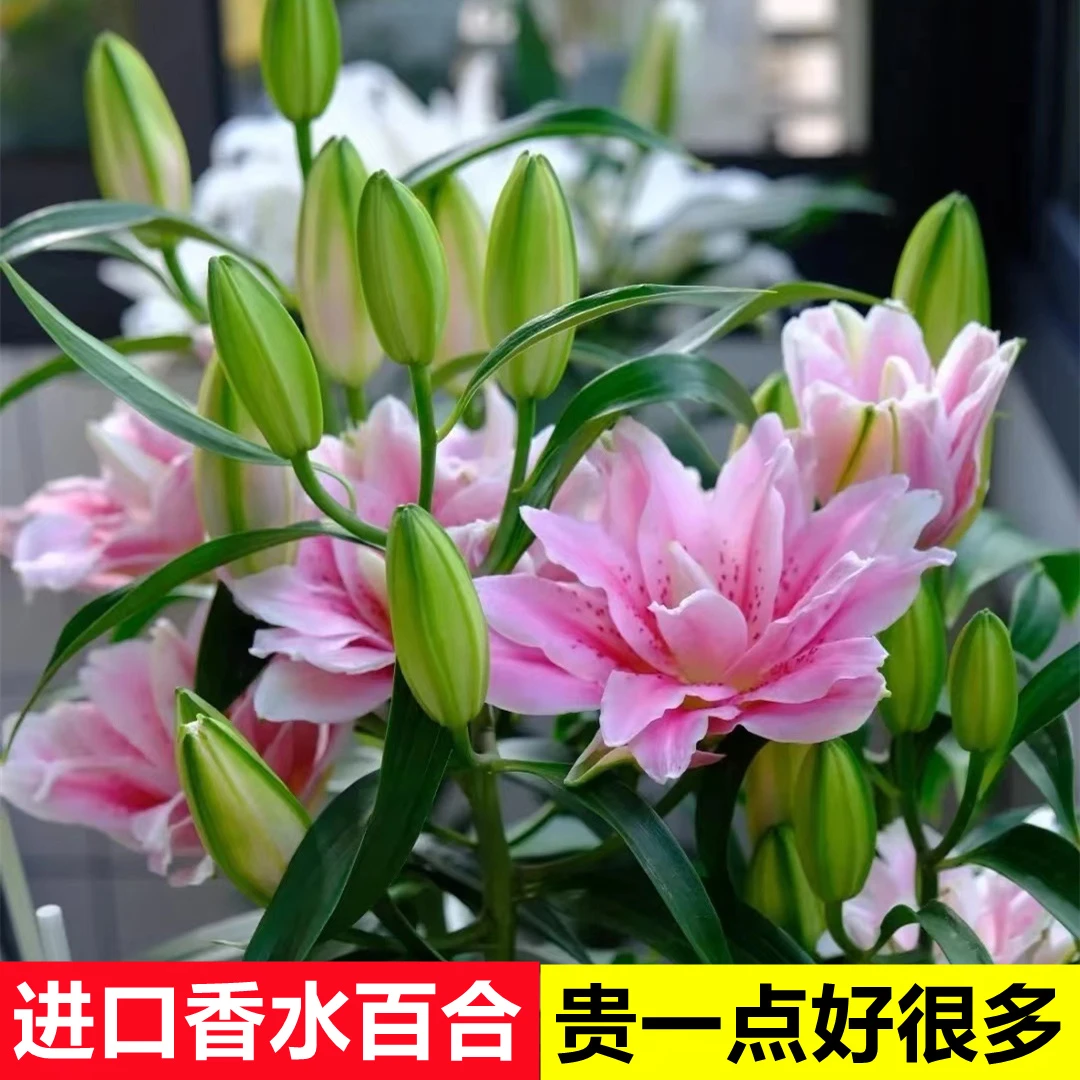 香水百合种球四季养耐寒阳台室内外进口百合花卉盆栽植物春季粉色