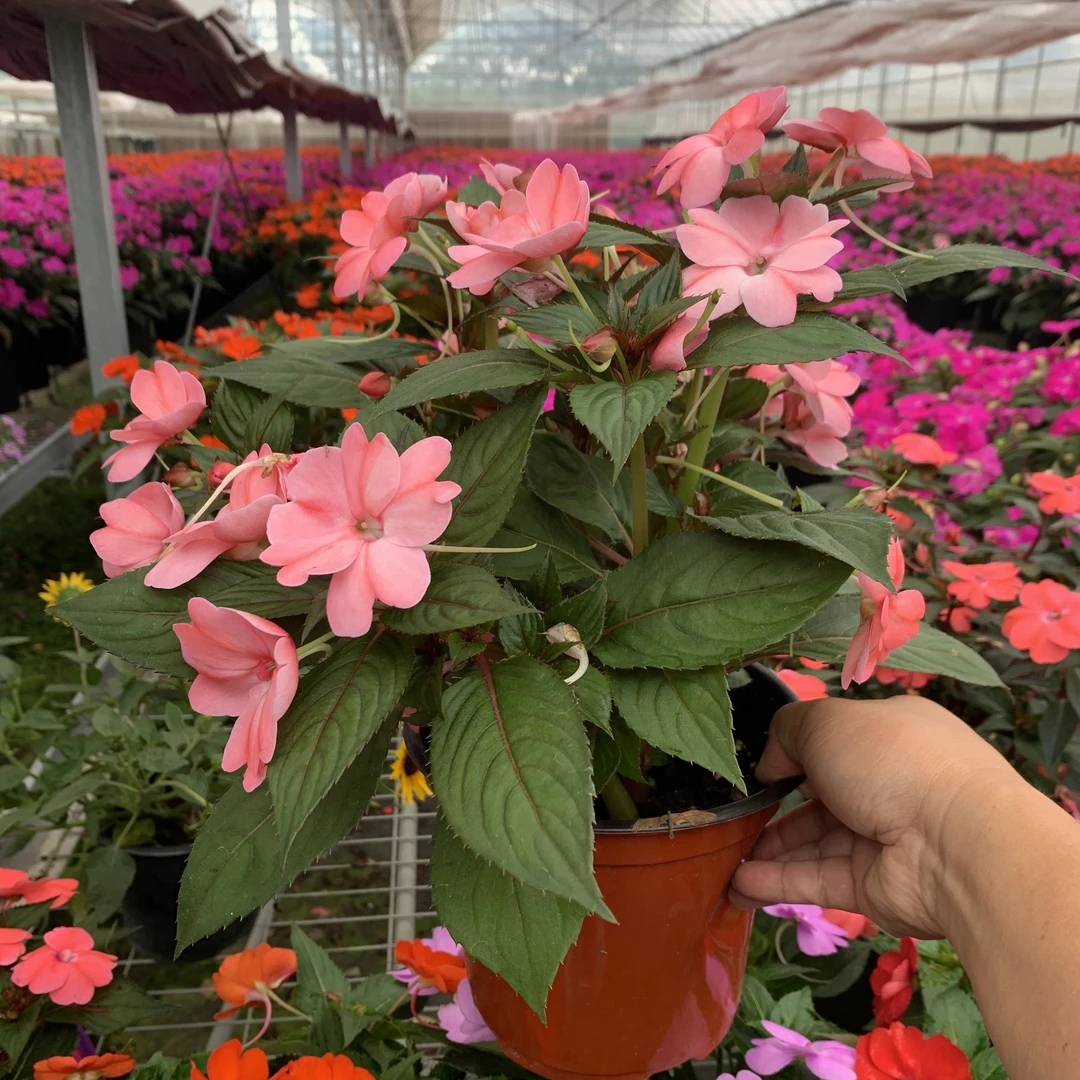 新几内亚凤仙花盆栽花卉阳台庭院客厅好养护