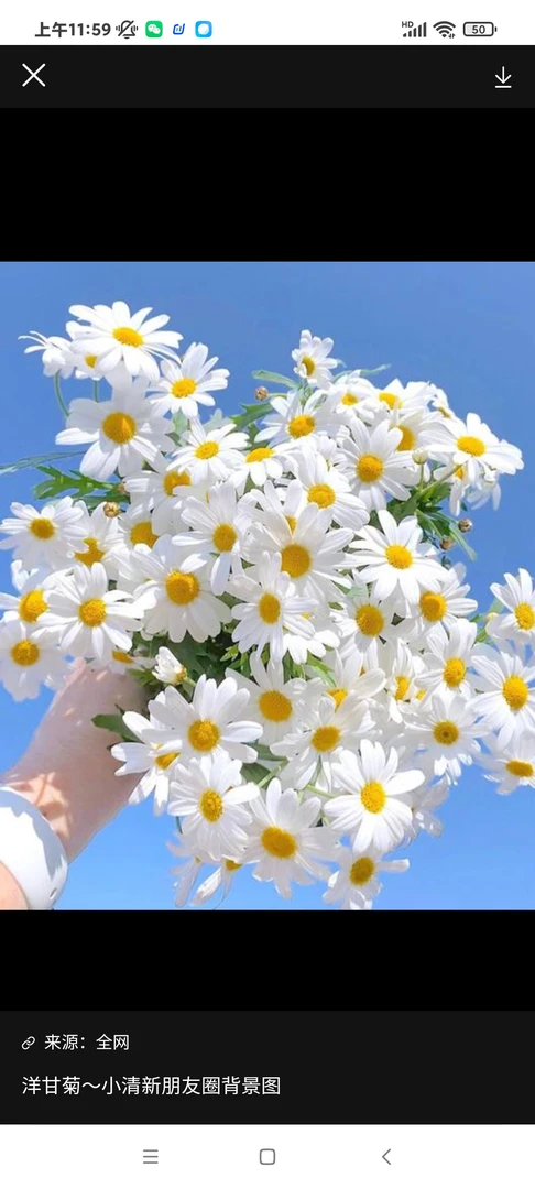 洋菊(因疫情不配送20%损耗不售后、请慎拍)裸价十运费